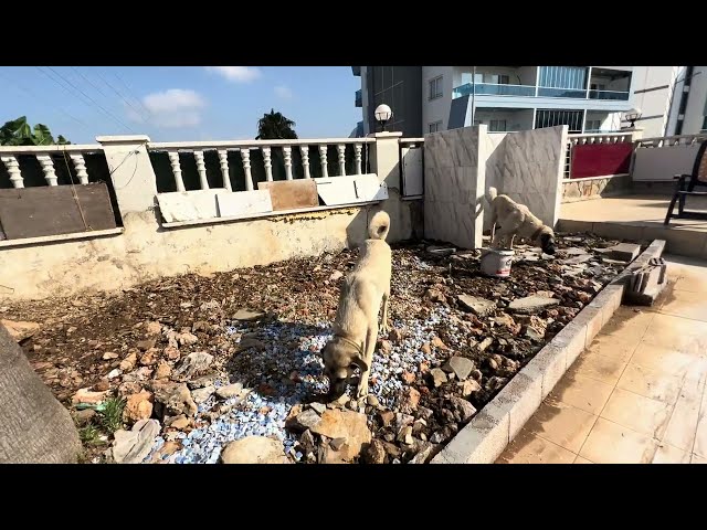 Kangal Welpen 11 Monate heute Morgen in Alanya Antalya, Türkei, 21. Juni 2024| Kangal Dogs