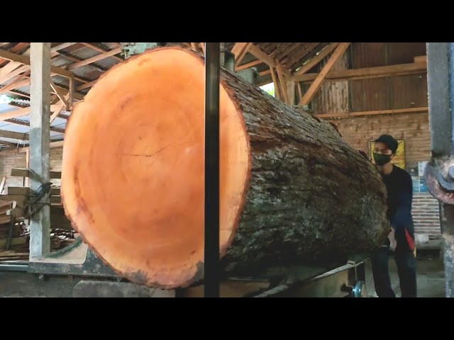 Proses penggergajian kayu mahoni super besar dirajang bahan papan. woodworking