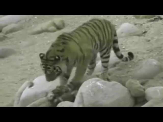 Tiger Attack Bear , Tiger Vs Bear Fight to Death