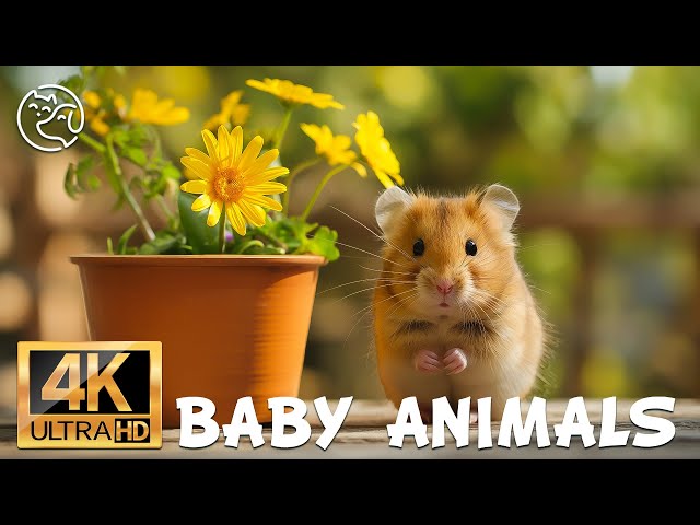 Animals Story 4K | Wonderful Animals Film 🌿🦋 with Gentle Music • 4K Video UHD