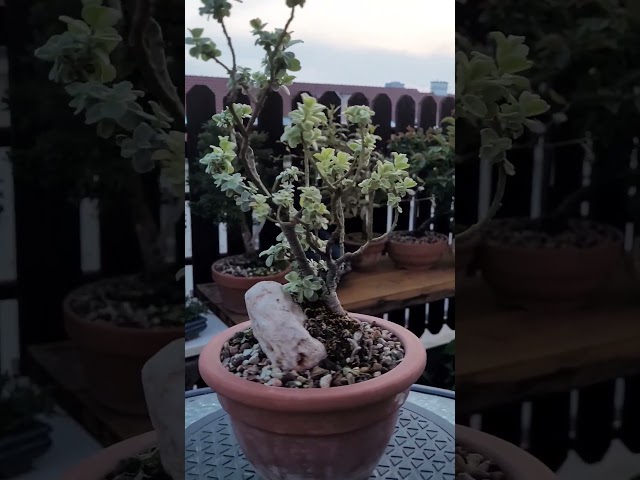 Dwarf willow bonsai root over rock