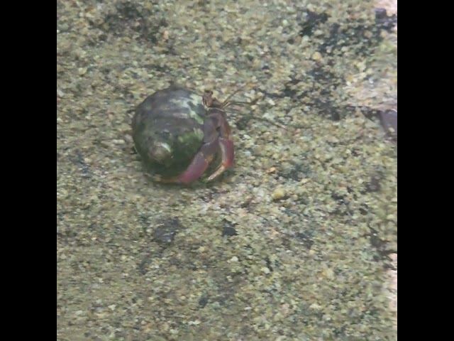 Hermit Crab Scuttling #hermitcrabhabitat #hermitcrabs #hermitcrab #crustacean #shells #groundfloor