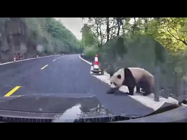 What is it like meeting a wild panda on the way to work?