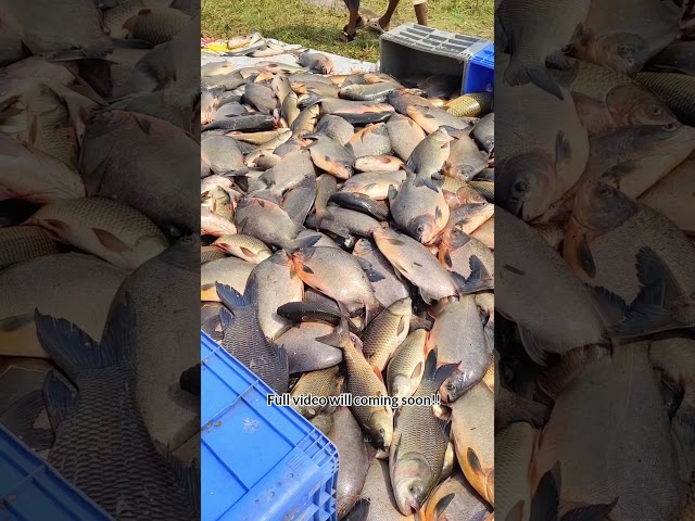 💢Tons of fish were caught at one place💢 #shorts #shortsfeed #fishing