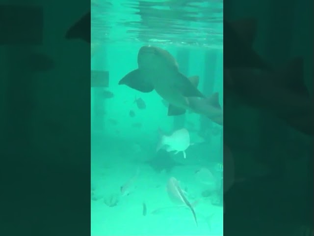 Friendly shark swims to the people