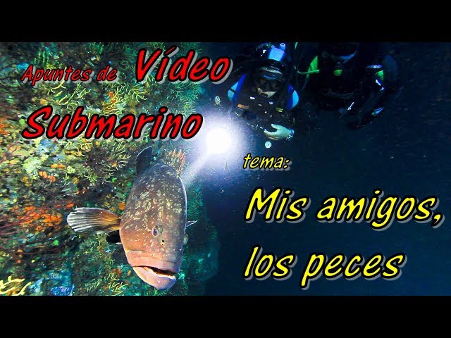 Apuntes de VideoSub: Mis amigos, los peces