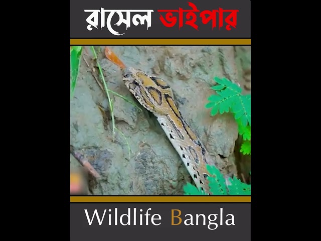 রাসেল ভাইপার কতটা বিষধর ! #wildlife bangla