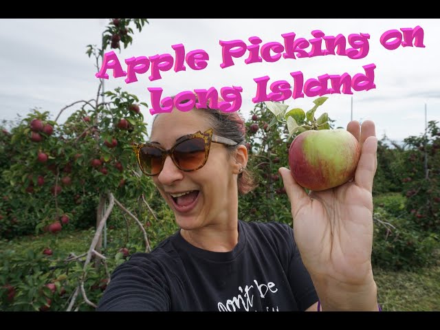 Let's go apple picking on Long Island NY