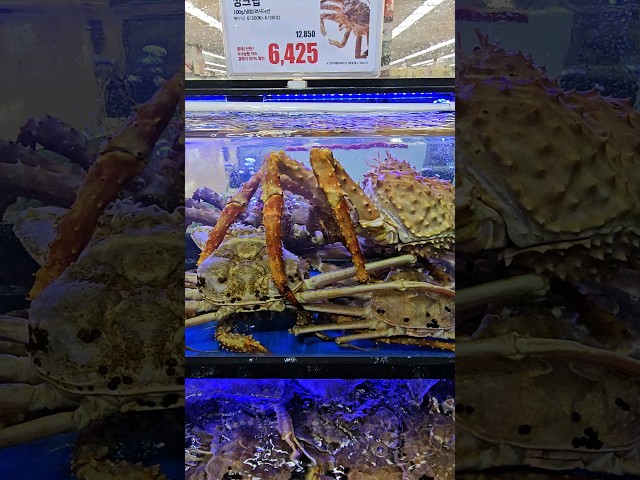 KING crab #shortvideoworld #shortsouthkorea #satisfyingvideo