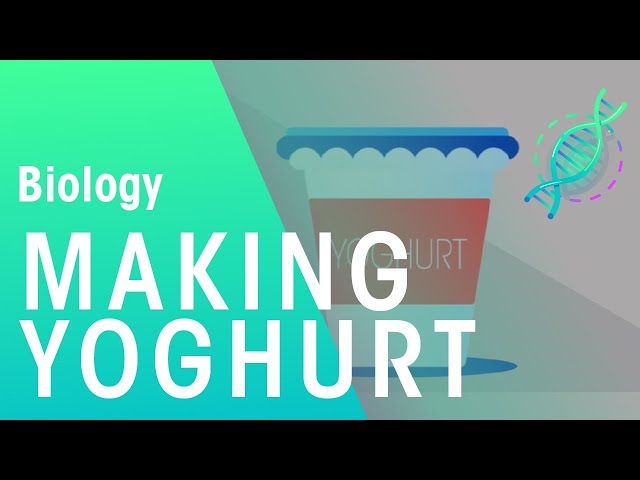 Making Yoghurt | Health | Biology | FuseSchool