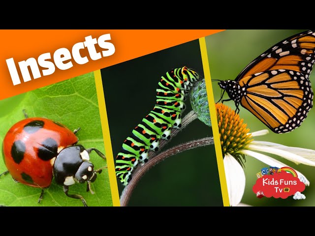 Learn Insects Names | Kids Funs TV Educational Video