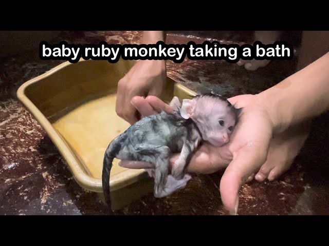 Oh my gosh, the baby ruby ​​monkey is truly the smallest baby of its kind