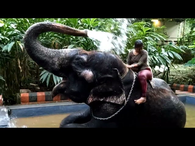 Elephant Shower Thekkady Kerala