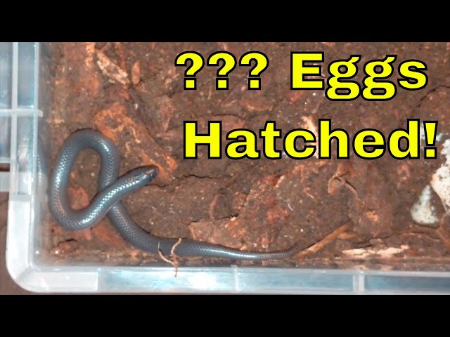 Eastern Worm Snake Eggs Hatched !