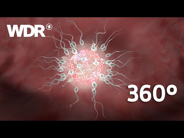 360° Video: Die Befruchtung - Spermium trifft Eizelle | WDR