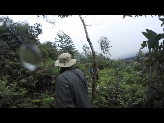 Rwanda - Gorilla Trek 360º - baby gorilla brushing past