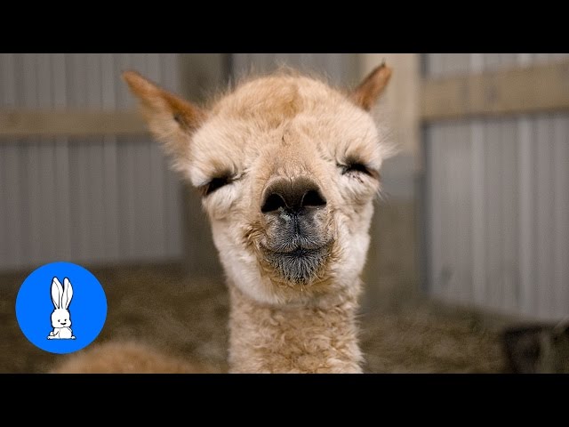 Furry Baby Alpacas - CUTEST Compilation