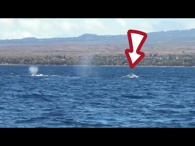 Humpback whales' social life - males compete to become primary "escort." Maui, Hawaii.