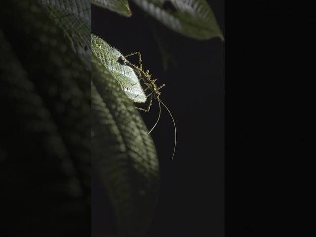 Living Thorns! Stick insect has multiple defenses