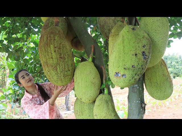 Jackfruit recipe - Harvest and cook jackfruit - Amazing cooking video