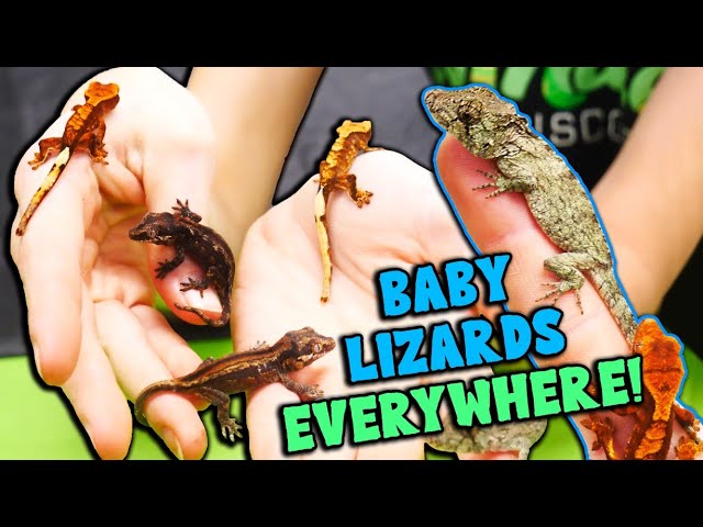 We Hatched Baby Cresties, Gargoyles, and False Chameleons!