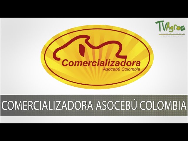 Pre Remate Ganadería Tazmania Comercializadora Asocebú  - TvAgro por Juan Gonzalo Angel Restrepo