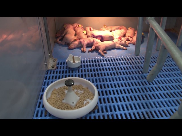 DenkaFarm Innovation Centre - Pig Farm - Nederlands