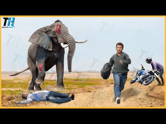 40 Amazing Moments: Furious Elephant Charges at Cars & Tourists Animals Fight | TTH Creative Animals