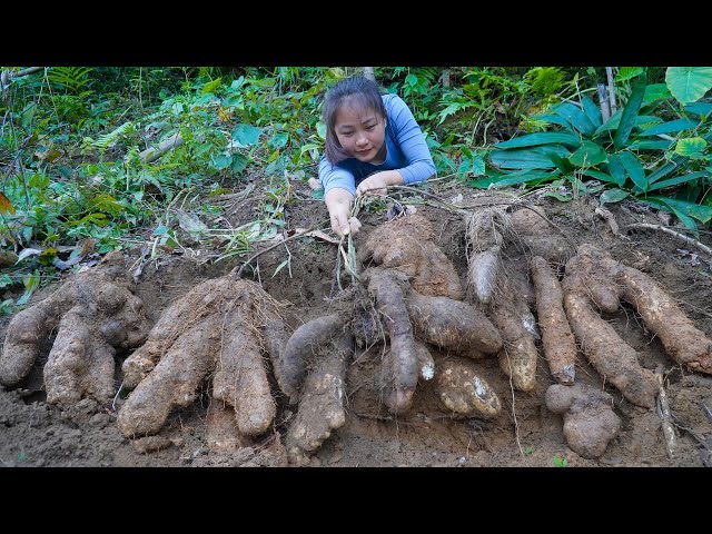 YAM TUBERS | The girl dug up yams in the forest to prepare a wonderful soup | Hoang Huong
