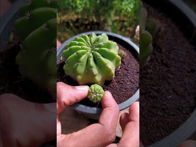 Re-potting My Cactus Plant🌵