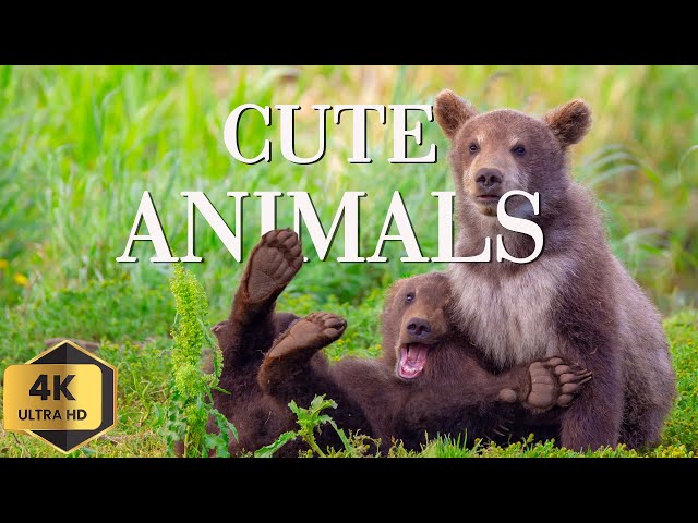 Cute Animals 4K 🌳 Animal Families - Relaxation Film by Peaceful Relaxing Music in Video Ultra HD