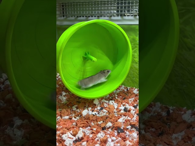 Hamster enjoying the spin wheel ride.. funny moments..