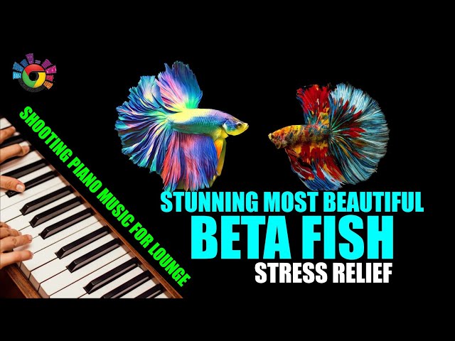 STRESS RELIEF STUNNING MOST BEAUTIFUL BETA FISH AND SOOTHING PIANO MUSIC FOR LOUNGE -  MMX MALAYSIA