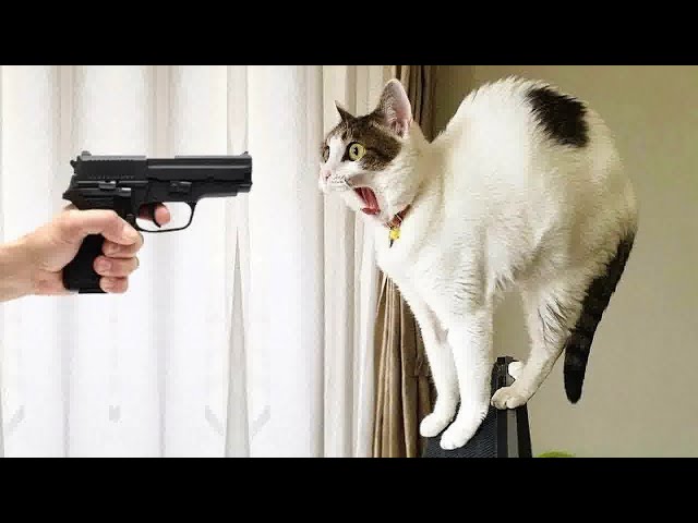 ❤️ Funny Cats Compilation: Best Cat Videos Ever 😸😆 Funniest Animals 2024 🐱🐕