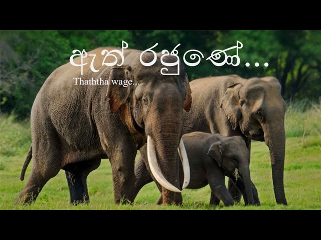 Thaththa wage - ඇත් රජුණේ | Harshana Dissanayake Pinnawala Elephant Orphanage