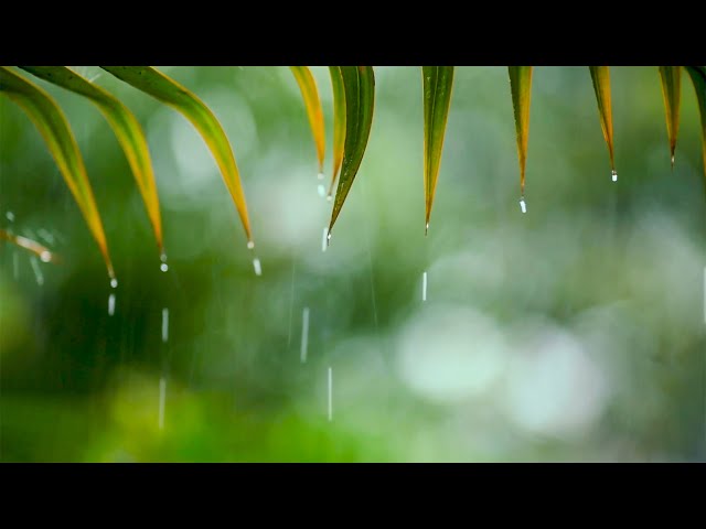Wunderschöne entspannende Musik – Rainy Piano Radio 🌧️ Entspannende Musik mit Regengeräuschen rund