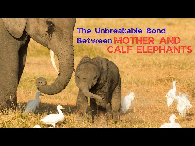 The Unbreakable Bond Between Mother and Calf Elephants