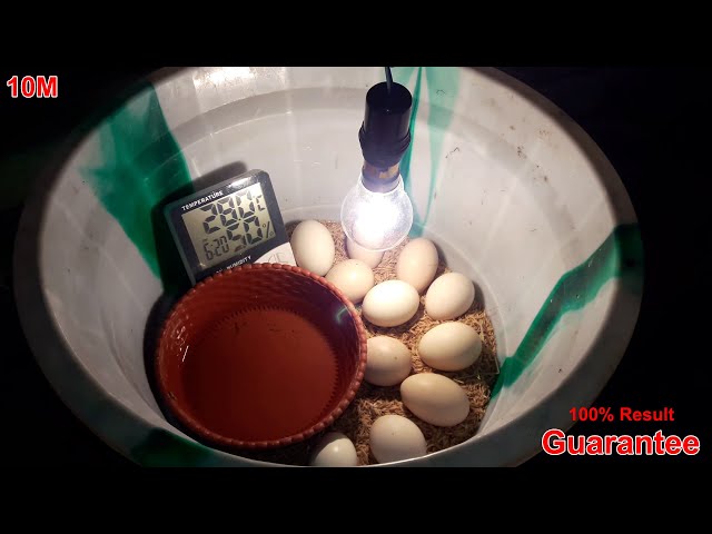DIY Homemade Incubator For Chicken Eggs || Hatching Eggs | Chicken Egg Incubator