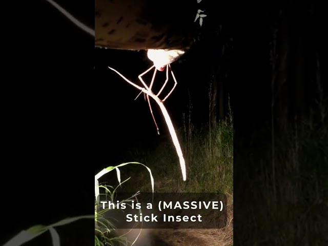 MASSIVE Stick Insect found.