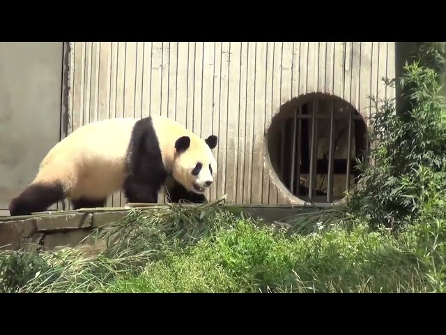 Can human outrun Pandas? How fast can pandas run?