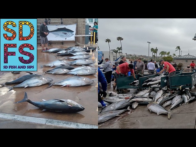 Bluefin Tuna & Yellowtail San Diego Sportfishing Report June Fathers Day 2024 SDFS