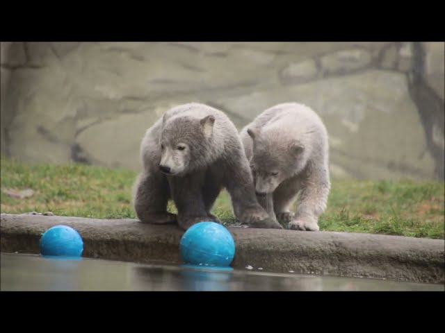 Eisbären Kaja, Skadi und Sizzel im Zoo Rostock am 26.03.2022