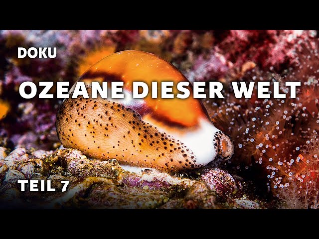 Ozeane dieser Welt – The best of Undersea Explorer [Teil 7] (Dokumentation | Ganze Folge)