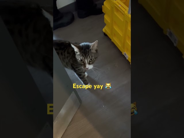 Cat escape #shortsfeed #catlover #catvideos2024 #catrunner #music #catfriends #fypシ