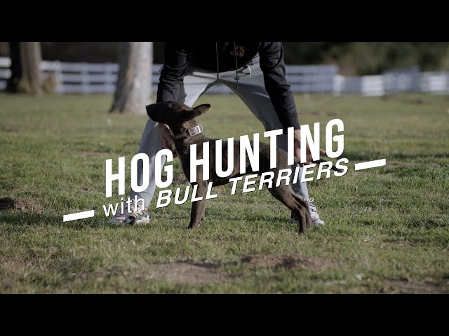 HUNTING HOGS WITH BULL TERRIERS