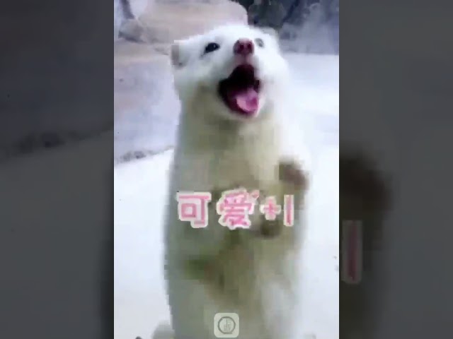 Snow Fox dances with tourists in "God Synchronization"