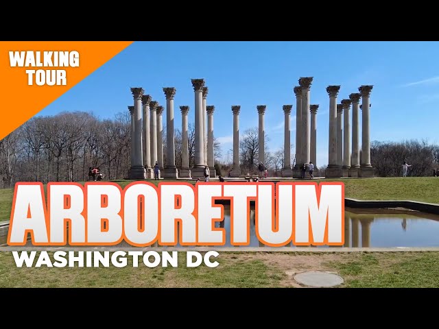 U.S. National Arboretum Early Spring Walking Tour | Things to Do In DC