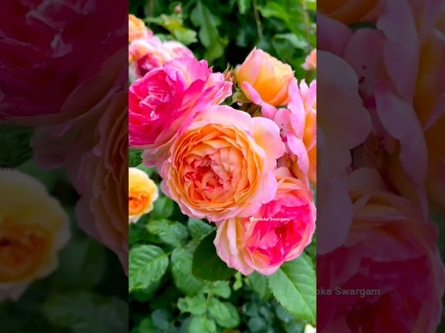 Beautiful Rose flowers terrace garden  #harvesting #agriculture #gardening #shortvideo #shorts