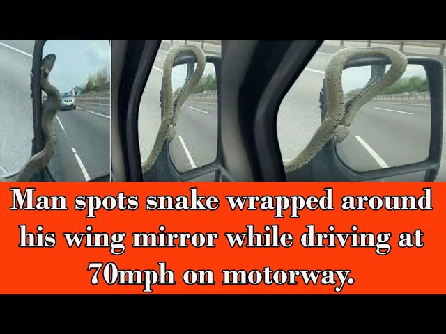 Man spots snake wrapped around his wing mirror while driving at 70mph on motorway