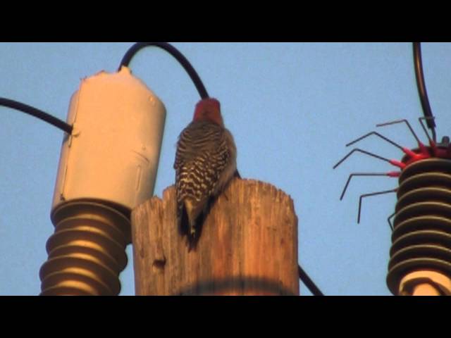 Woodpecker has a bad day